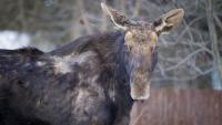 Montana crews tranquilize 1,000-pound moose trapped in skate park's concrete bowl