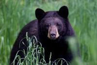 Wisconsin bear hunting totals