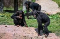 India's animal megacentre vows reset after criticism