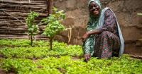 Benin: Supporting market gardening cooperatives to cope with climate hazards and insecurity