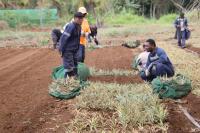 Fiji pineapples target global markets