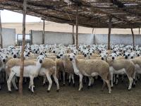 Rams selling for up to €1,000 per head in Morocco