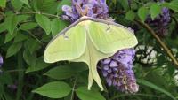 Scientists change the shape of moth wings for the first time