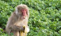 Grossed-out macaques point to the evolutionary roots of disgust, infectious-disease avoidance in people