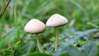 Two mushroom species found in Japan for the first time, and one may be poisonous