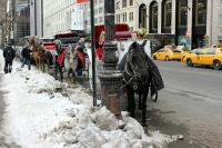 An end to horse-carriage rides in New York City