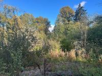 Halloween Restoration in Delridge's Pocket Forest Puts Salmon Habitat in Focus