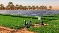 Solar Irrigation: Advancing Egypt’s Clean Energy Transition