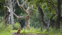 Research shows how local knowledge offers new insights into lives of the dholes in Western Ghats