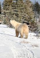 Polar bears at Churchill dump draw tourism concerns, new research