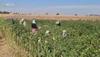 Northeast Syria’s Hasakah forecasts 45,000 tons of cotton