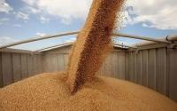 Kazakhstan records one of its largest grain harvests in 15 years