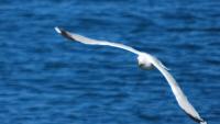 Traveling Seabirds Experience ‘Jet Lag’ During Long Flights, Causing Navigational Errors