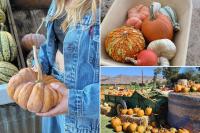California pumpkin patch tied to E. coli outbreak takes urgent action after 3 kids sent to ICU