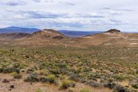 Gold rush in Nye County puts rare Nevada wildlife in the crosshairs, lawsuit says