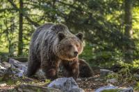 754 bear sightings reported across Mongolia