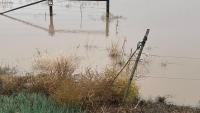 Texas Panhandle farmers prepare fields, cattle for Friday rain after recent flooding