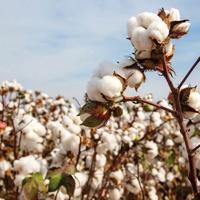 Türkiye’s cotton output squeezed by rising costs