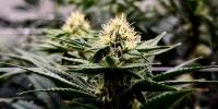 Proposed legislation would freeze Michigan’s wholesale cannabis tax amid revenue shortfalls