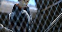 India’s animal mega centre vows revamp after criticism
