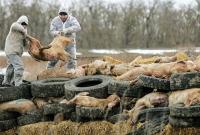 Sri Lanka Warns of Renewed African Swine Fever Outbreak Risk