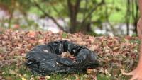 Fallen leaves can help your yard and the planet, environmental educators say