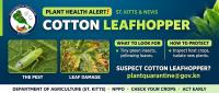Plant Health Alert :Cotton Leafhopper
