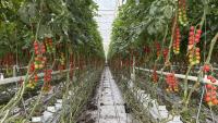 Call for supports as number of Irish growers plummets