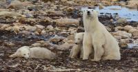 Scientists try new way to tackle rising human encounters with polar bears