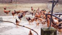 Municipal failure drives up production costs for poultry farmers