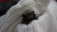 Mother, daughter duo work to save the sky puppies at Pennsylvania Bat Conservation & Rehabilitation