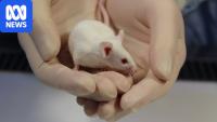 Mouse welfare debate amid plan for NSW plastics recycling factory