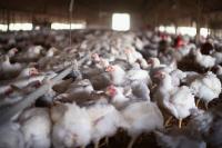 Bird Flu Strikes 29 U.S. Poultry Flocks in 30 Days, Led by Illinois Egg Farm with 934,600 Hens