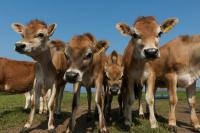 Another New York Dairy Farm Closes Its Barn Doors After 112 Years