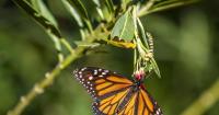 Monarch butterflies are migrating though South Carolina. Some are sticking around.
