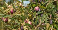 Agriculture sets the new olive oil marketing rule to avoid market distortions