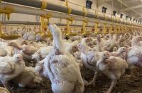 Fast-growing chickens are widely farmed in Ireland. Now Denmark wants EU ban over welfare fears