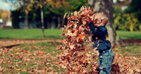Putting off raking up your leaves? Science says it's better to leave them anyway