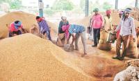 Farmers seek extension of Rs 500 fine rice bonus to alternative crops in Telangana