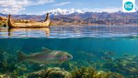 In the 1930s, the US sent 500,000 trout eggs to Lake Titicaca to boost fishing; the trout hurt native fish, and two species may now be extinct