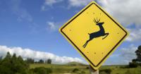 Colorado’s Largest Wildlife Overpass Has Cut Animal-Vehicle Collisions by 91%
