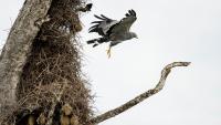 African harrier-hawks are spreading across Cape Town