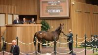 Hennessy, horses and huge money: Inside the most important horse auction in the world