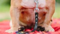 New dog owner rules from November 1 with ban under Andy Burnham