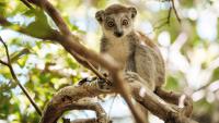 The Private Islands off Madagascar Creating a Future for Endangered Lemurs
