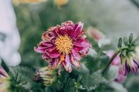Frosts expected in Latvia next week