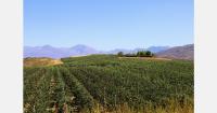 Earlier cherry flowering in South Africa raises concerns over lower harvest volumes