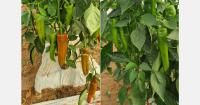 Exceptionally high demand for Moroccan peppers