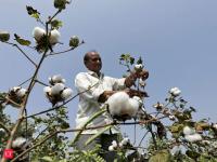 India extends cotton import duty exemption till December 31 to ease textile costs