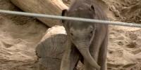 Oregon Zoo treating Tula-Tu for virus that killed another baby elephant
